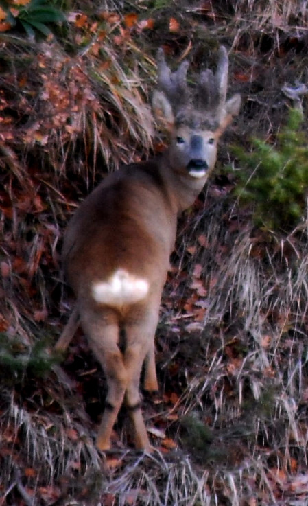 Il Capriolo